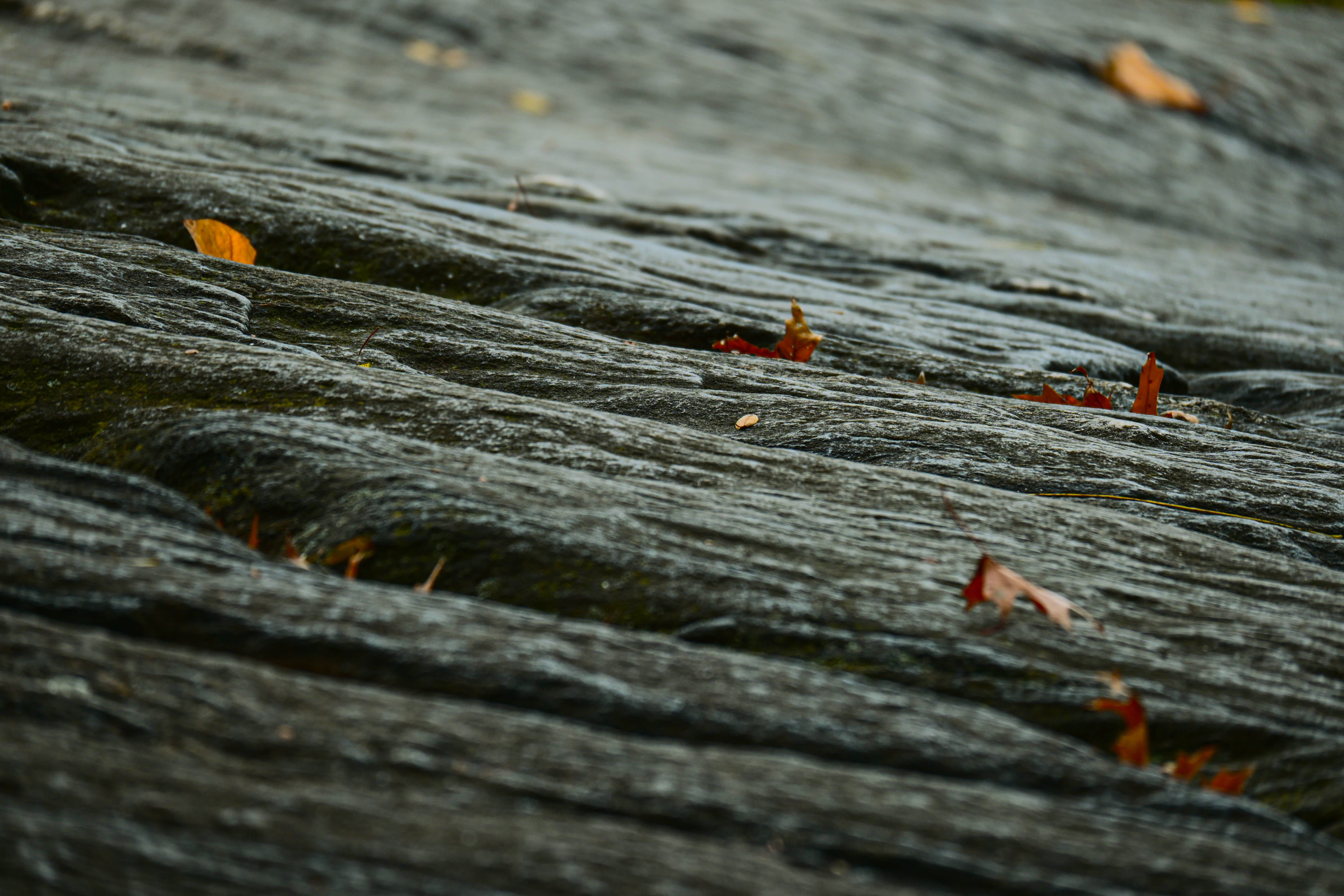 DSC_0064.jpg