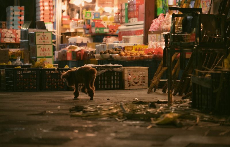 夜晚店铺门口的一只狗